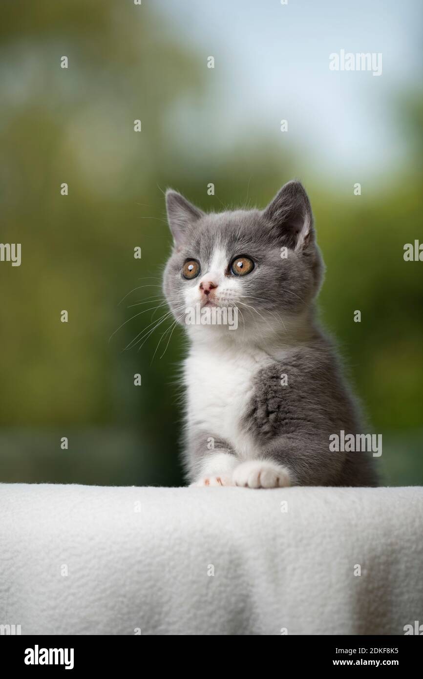 joli bleu blanc british shorthair kitten portrait à la curieuse Banque D'Images