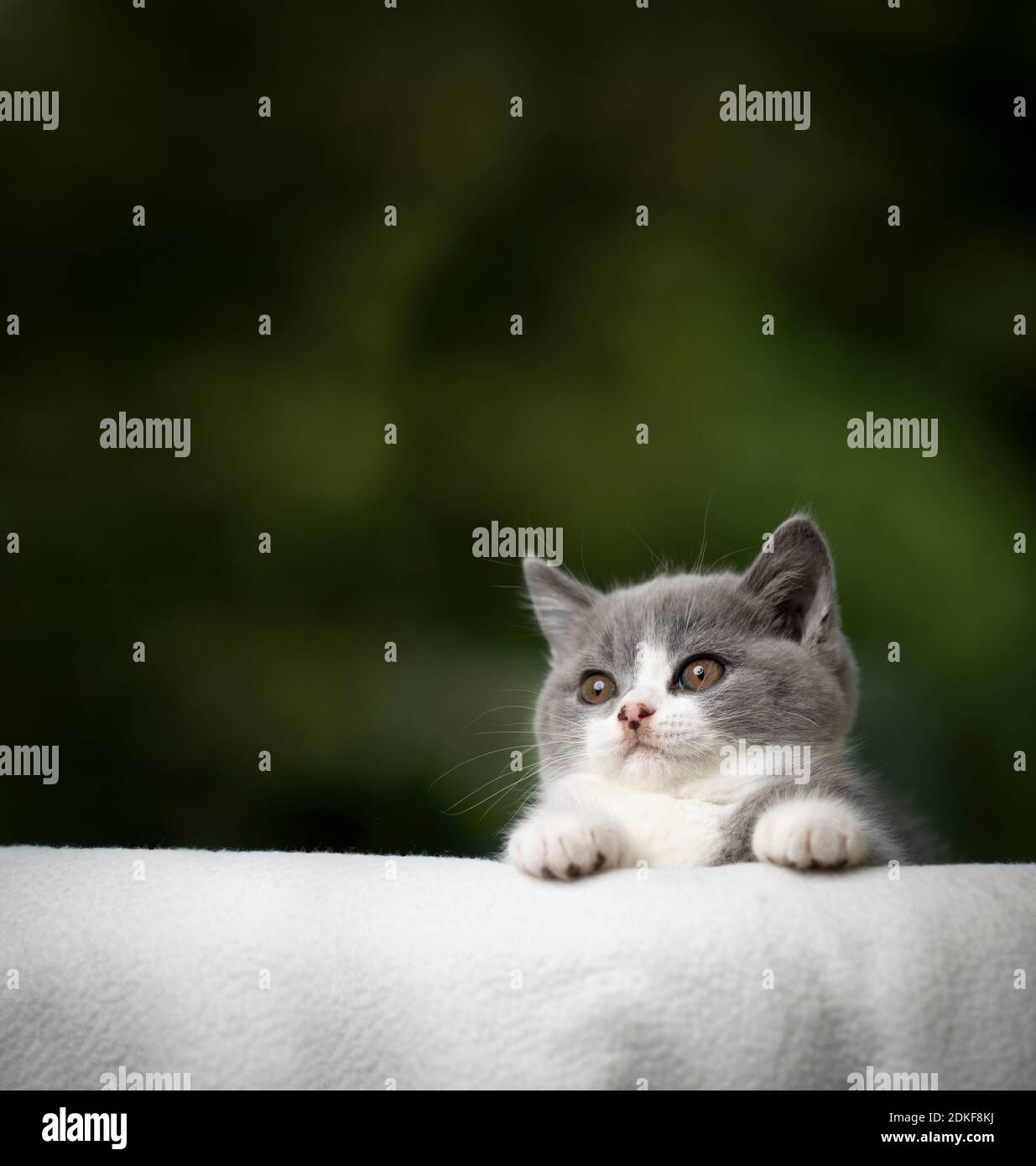 un chaton britannique espiègle se cachant derrière un canapé égde avec copie espace Banque D'Images