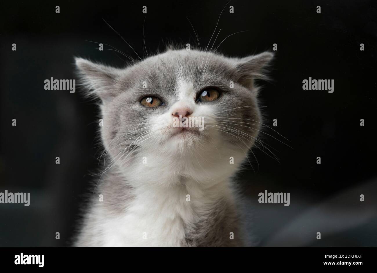 jeune chaton pylashort britannique faisant un visage mignon Banque D'Images