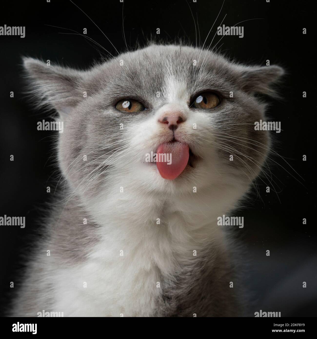 portrait amusant d'un adorable chaton anglais à l'extérieur languette regardant la caméra Banque D'Images