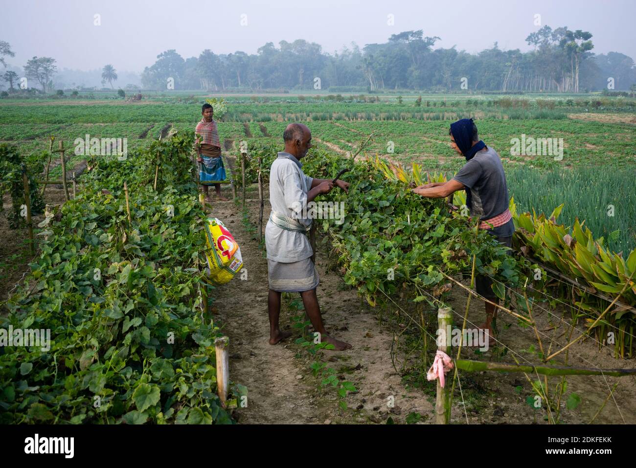 Baduria, Bengale occidental, Inde. 15 décembre 2020. Un matin d'hiver, les agriculteurs sont occupés dans leurs travaux. La principale source de vie de près de 58 % de la population indienne est l'agriculture. Le nouveau « Farm Bill » du gouvernement indien crée une énorme confusion car il permet l'investissement privé direct dans ce secteur et modifie le système global. Les agriculteurs spéculent sur le fait que cela pourrait mettre fin au « prix de soutien minimum » et à de nombreux autres systèmes qui leur sont bénéfiques. Crédit : Santarpan Roy/ZUMA Wire/Alay Live News Banque D'Images