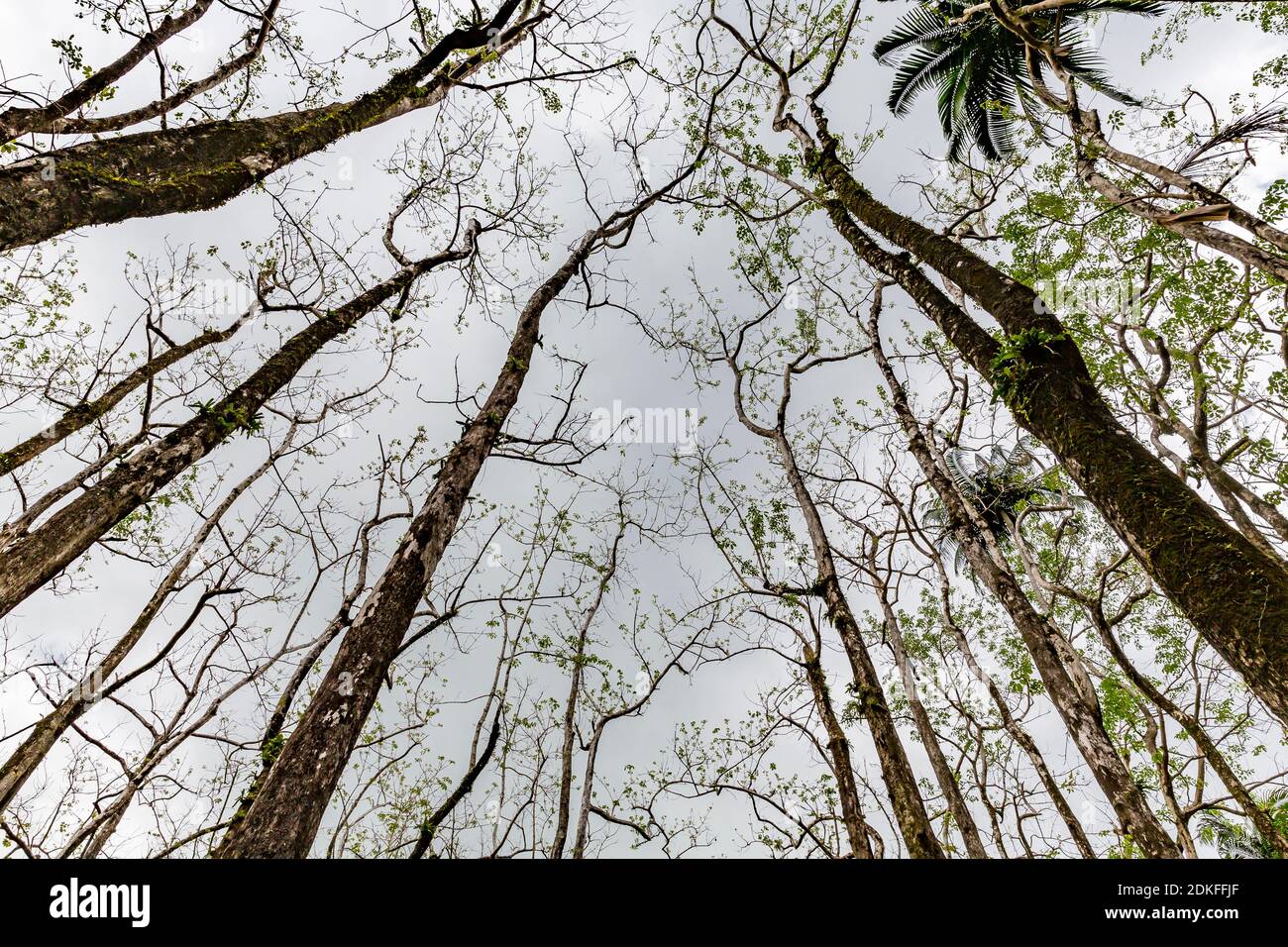 Arbres tropicaux, excursion destination chutes d'eau d'Anse, Anse des Cascades, Piton Sainte-Rose, Ile de la Réunion, France, Afrique, Océan Indien Banque D'Images