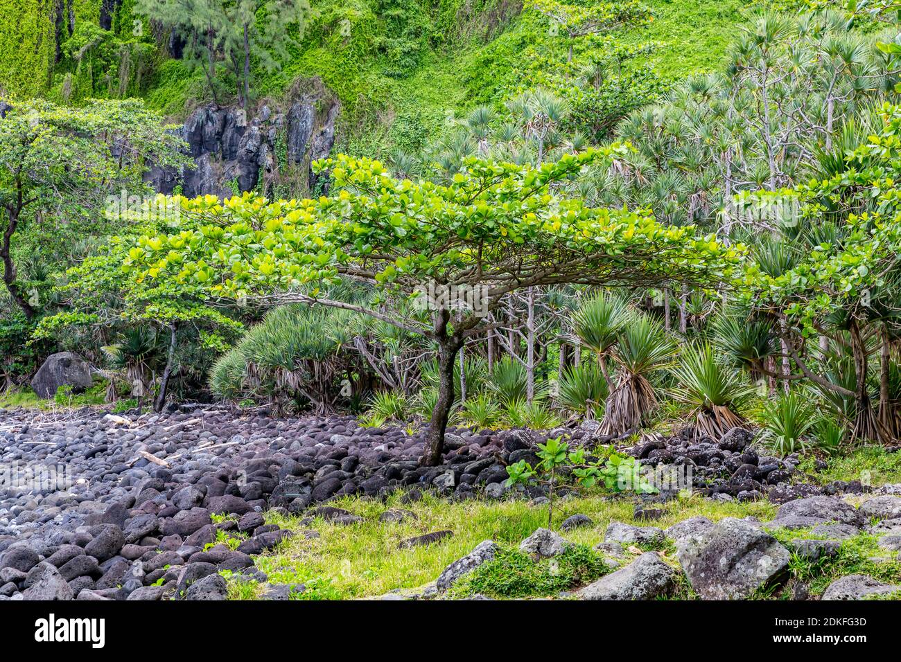 Katappenbaum, (Terminalia catappa), végétation tropicale sur la plage à destination de l'Anse des Cascades, Piton Sainte-Rose, Île de la Réunion, France, Afrique, Océan Indien Banque D'Images