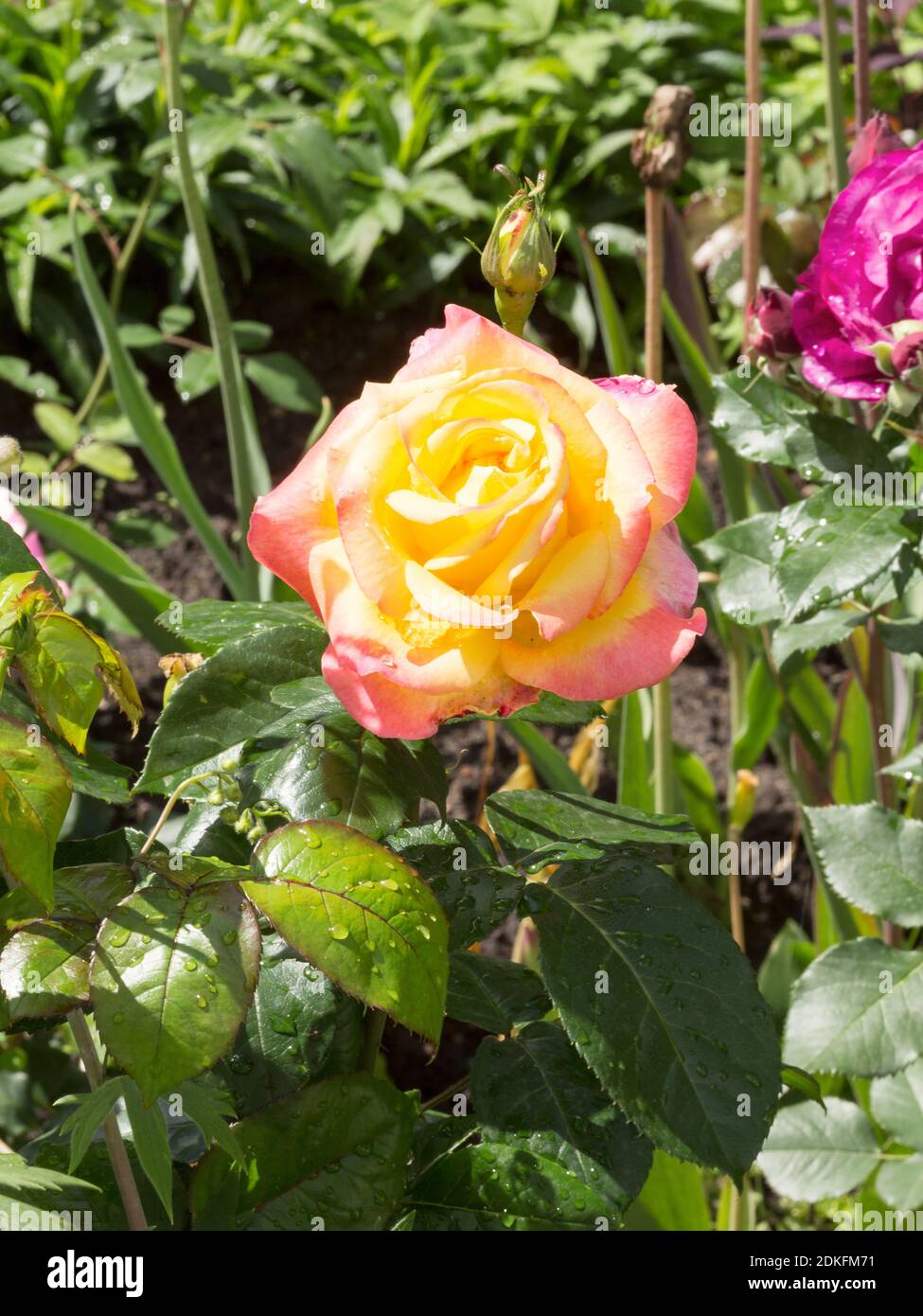 Rose jaune délicat dans un lit de fleur tôt dans le matin d'été ensoleillé Banque D'Images