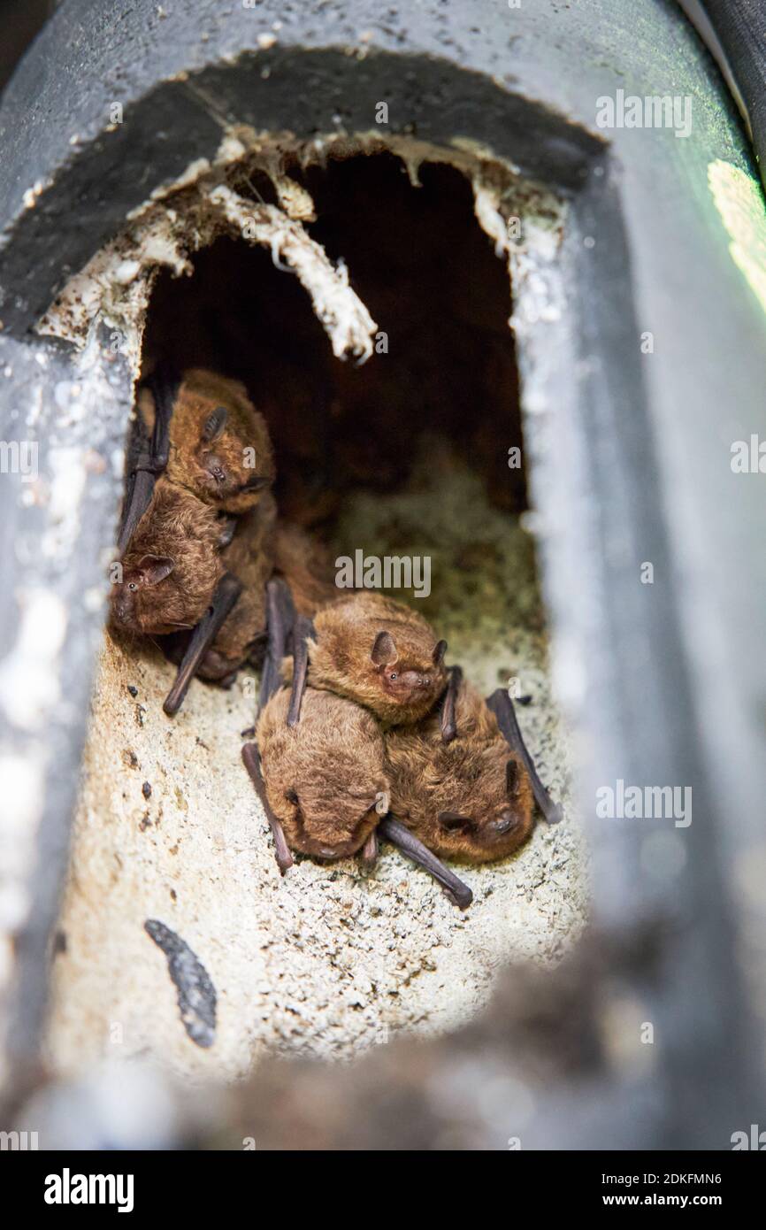 Chauve-souris, chauve-souris pigistrelle, Pipistrellus pipistrellus, plusieurs, boîte à chauves-souris Banque D'Images