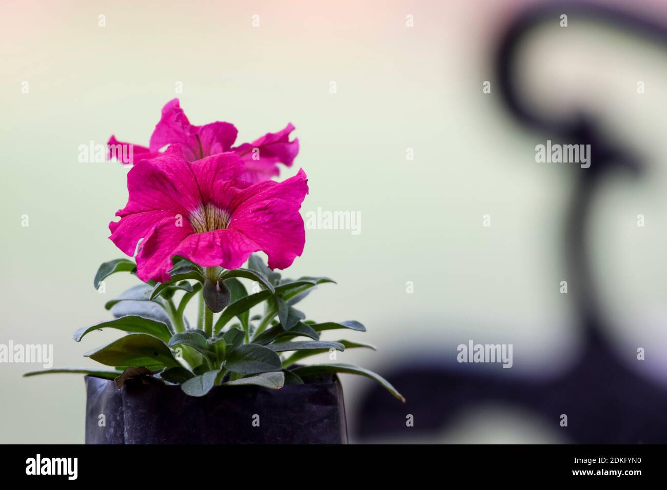 Pétunias rose foncé vif poussent dans le jardin du parc fleuri fleurs fraîches d'hiver en Inde, en asie. La plante arbuste laisse le bouquet de feuillage Banque D'Images