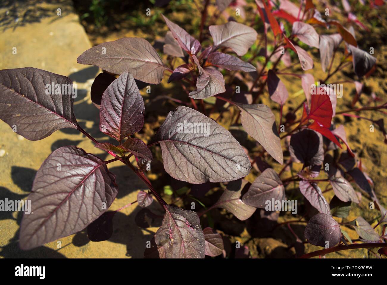 Maranthe rouge légume feuillu à l'ombre de rouge rose et pourpre. Pleine culture ainsi que des feuilles de youf tendre cuisine jardinage récolte croissante. Sélectif f Banque D'Images