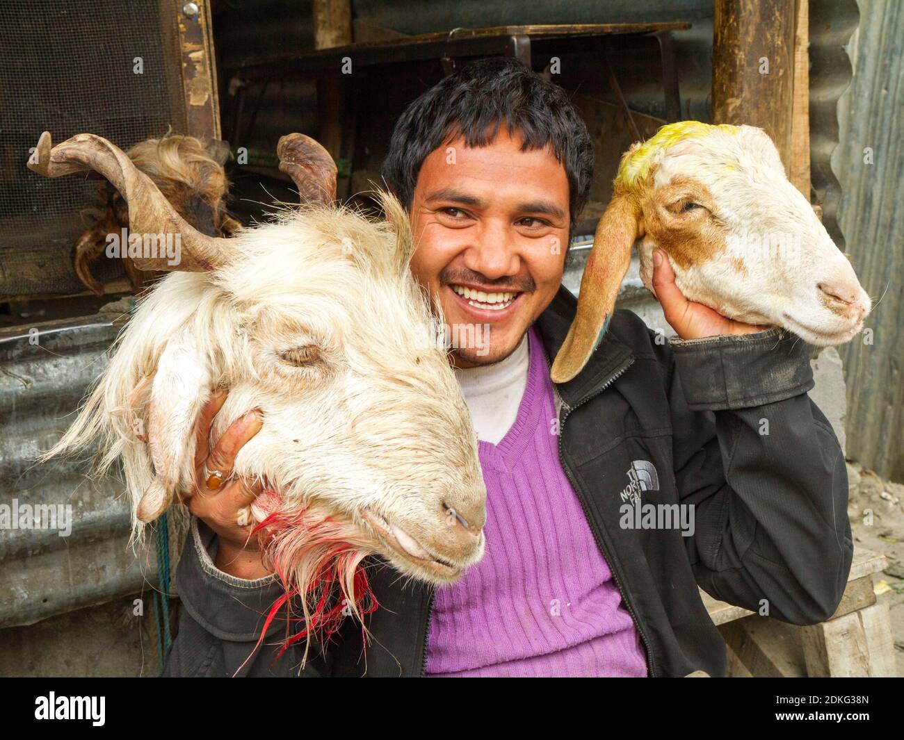 Ladakh, Inde - 15 juillet 2012: Jeune boucher gai avec les têtes de mouton sectées dans un petit magasin de boucher à Ladakh dans l'Himalaya dans le nord de Banque D'Images