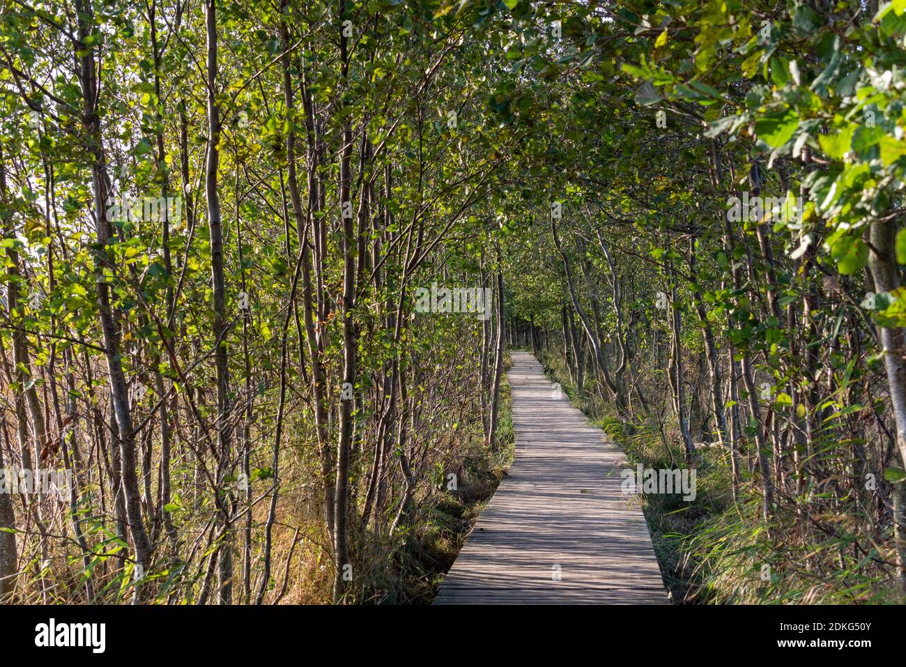 Allemagne, Mecklembourg-Poméranie occidentale, Prerow, une promenade mène à Darßer Ort à travers le parc national de la région de la lagune de Poméranie occidentale, Mer Baltique Banque D'Images