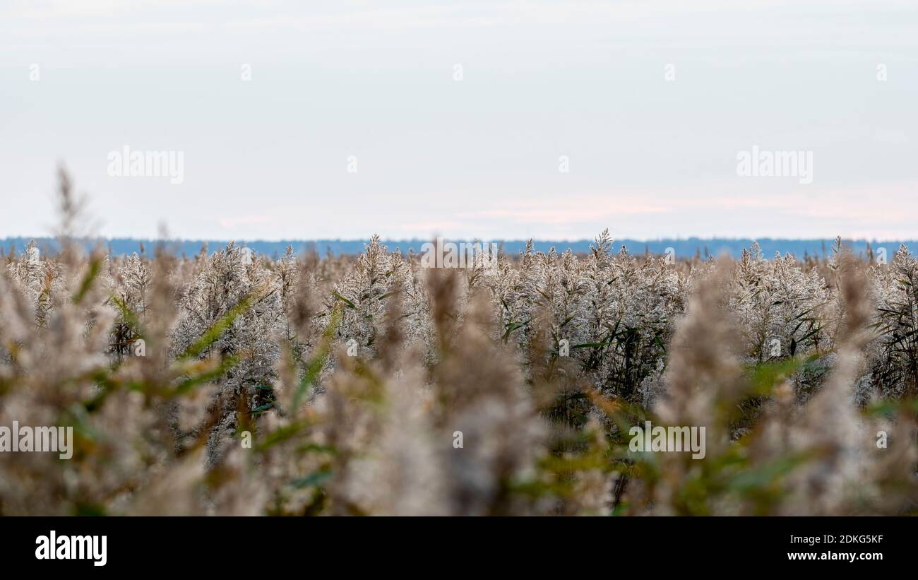Herbe de roseau au soleil du matin. Graminées dans le dos. Parc national de Vorpommersche Boddenlandschaft. Banque D'Images
