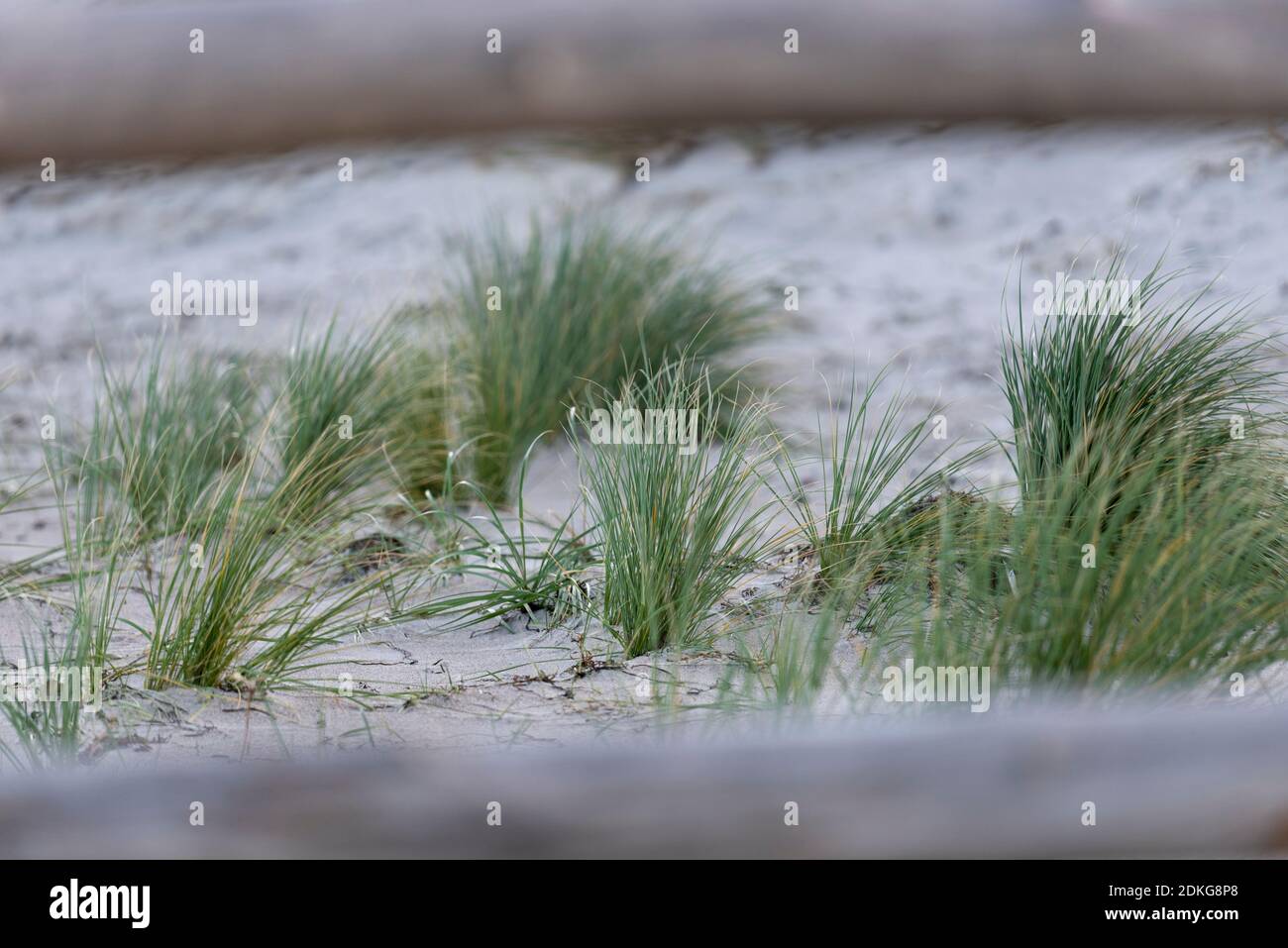Dune, Stradhafer, mer Baltique Banque D'Images