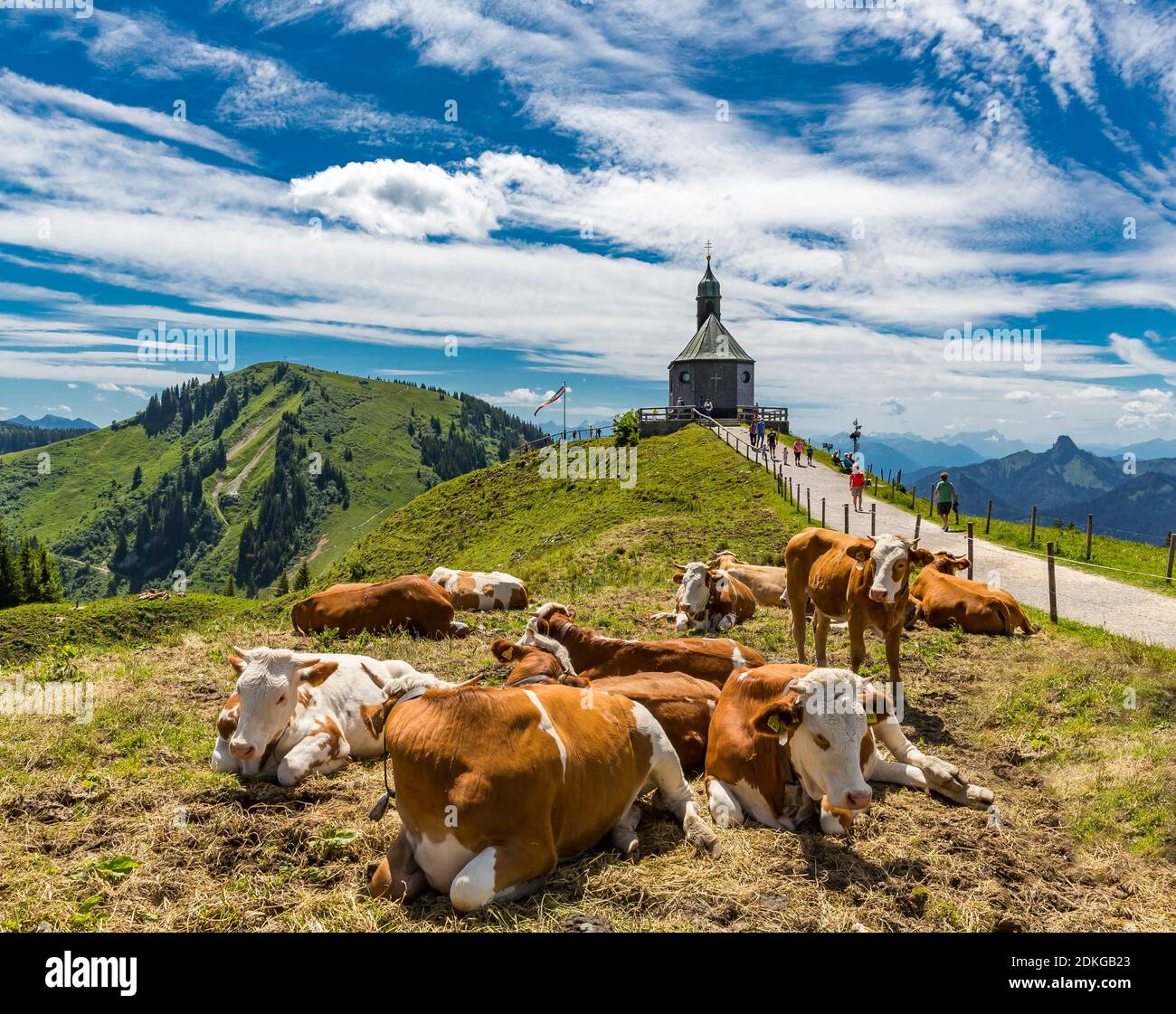 Vaches, dans la chapelle de montagne arrière, Wallberg, Rottach-Egern, Tegernsee, Alpes bavaroises, Bavière, Allemagne, Europe Banque D'Images