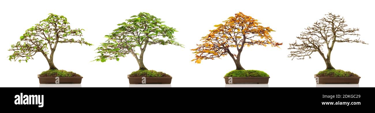 Bonsai Larch Seasons isolés sur fond blanc Banque D'Images