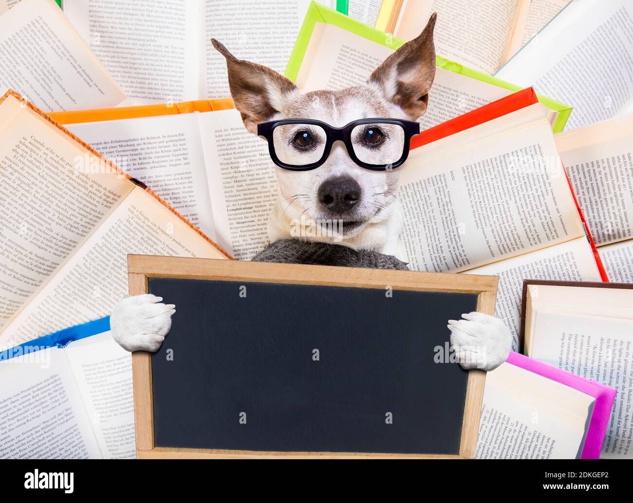 jack russell chien lisant un livre avec des lunettes nerd, à la recherche intelligente et intelligente, couché sur des livres Banque D'Images