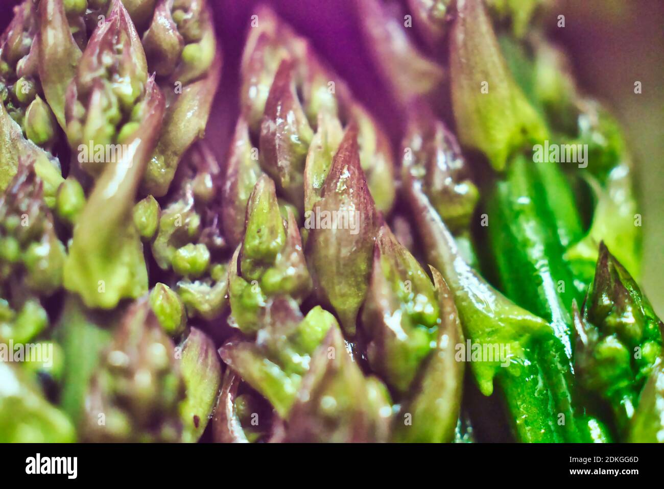 Pointes d'asperges mûres. Gros plan extrême. Banque D'Images