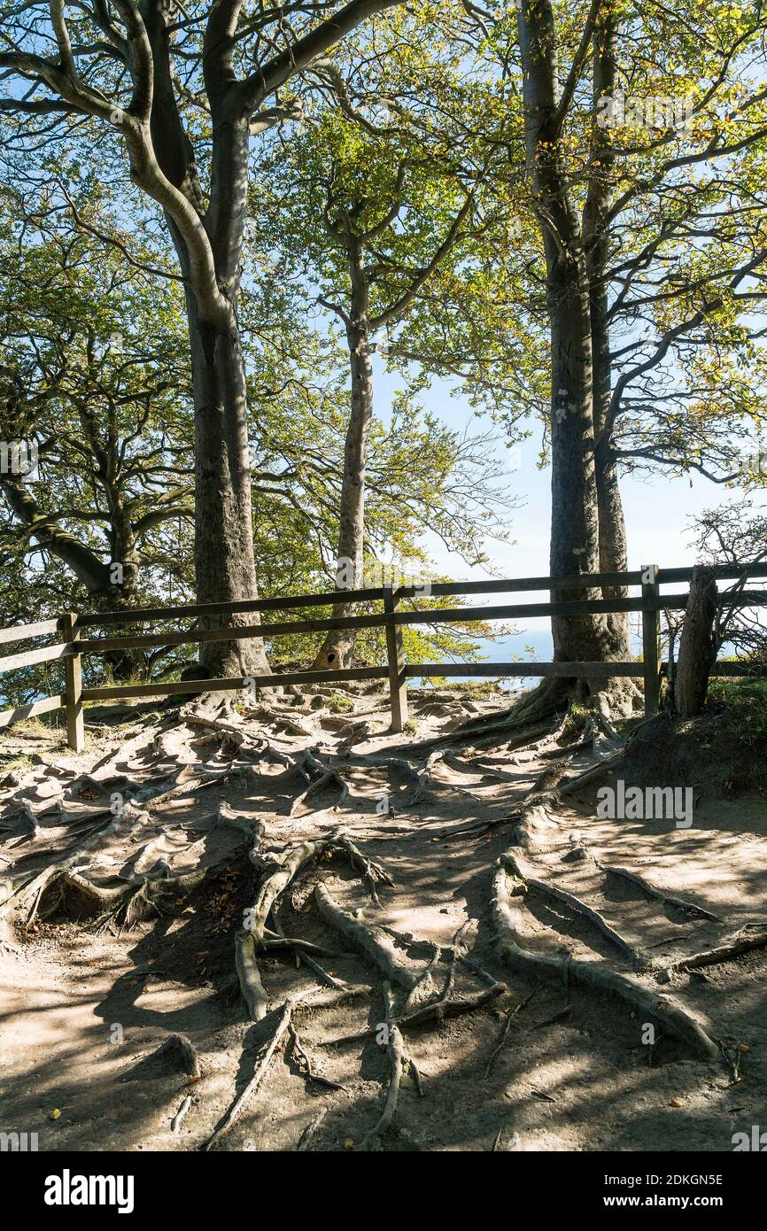 Møns Klint, côte escarpée, sentier de randonnée, itinéraire sud, forêt de hêtres avec des racines distinctives Banque D'Images