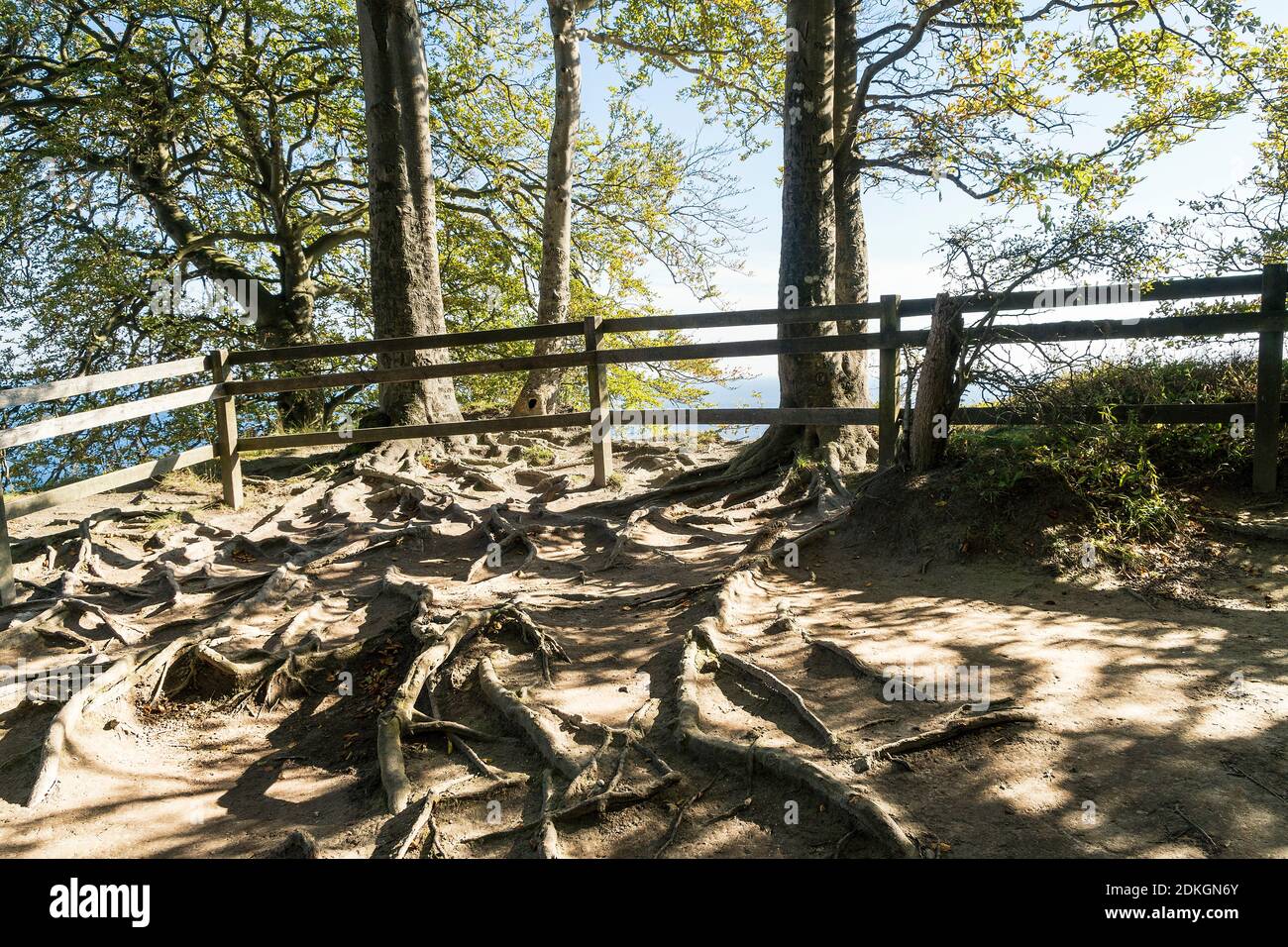 Møns Klint, côte escarpée, sentier de randonnée, itinéraire sud, forêt de hêtres avec des racines proéminentes, bord du bord Banque D'Images