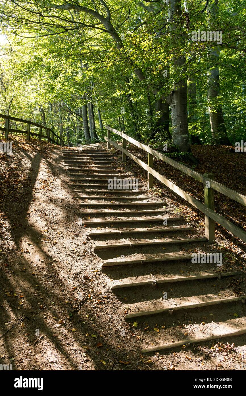 Møns Klint, côte escarpée, sentier de randonnée, itinéraire sud, forêt de hêtres élevés Banque D'Images