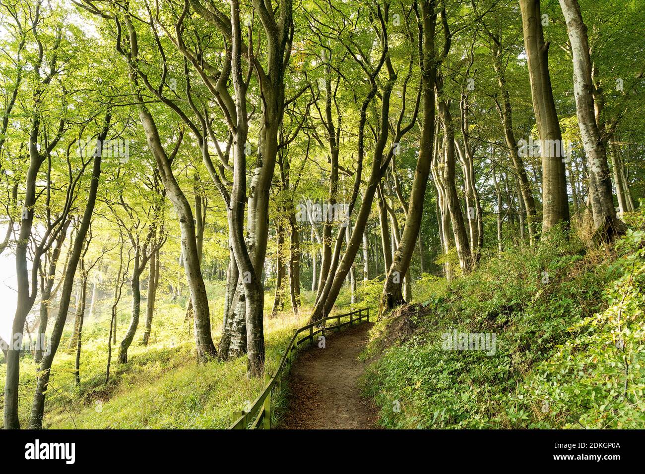 Møns Klint, côte escarpée, sentier de randonnée, itinéraire sud, forêt de hêtres Banque D'Images