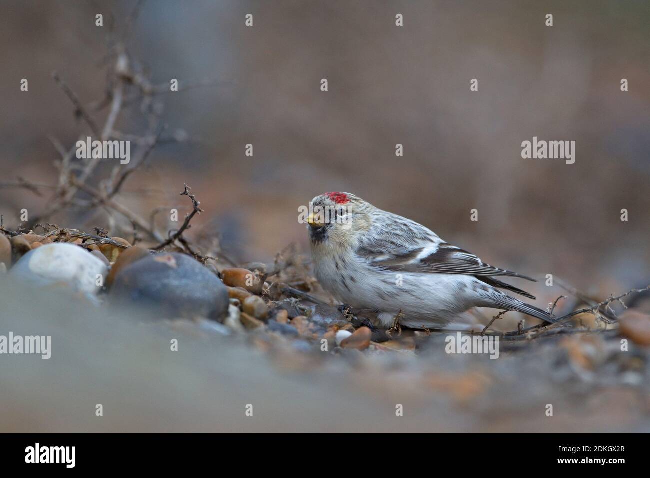 Sondage dans l'Arctique de Hornemann (Carduelis hornemanni hornemanni) Aldeburgh Suffolk Royaume-Uni GB décembre 2012 Banque D'Images