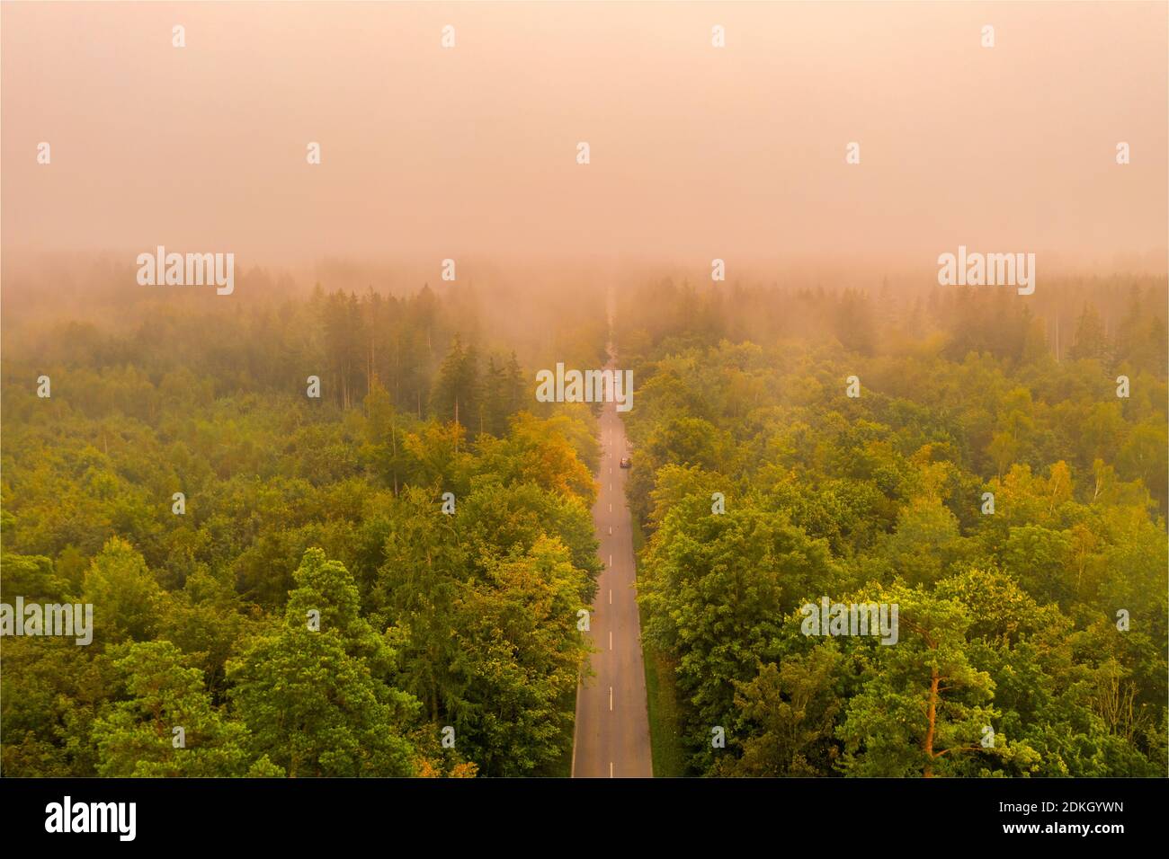 Lever de soleil brumeux. Vue aérienne d'une rue à travers une forêt à un matin très brumeux, tiré par un drone Banque D'Images