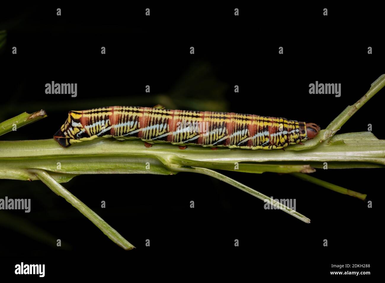 Catterpilier du Sphinx Banded Moth de l'espèce Eumorpha fasciatus manger une plante Banque D'Images