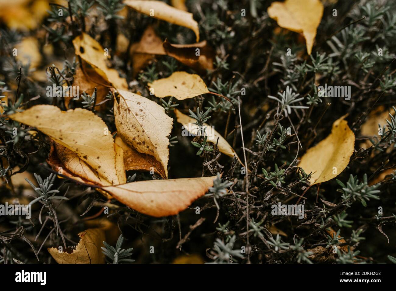 les feuilles d'automne jaunes se trouvent dans un buisson de lavande Banque D'Images
