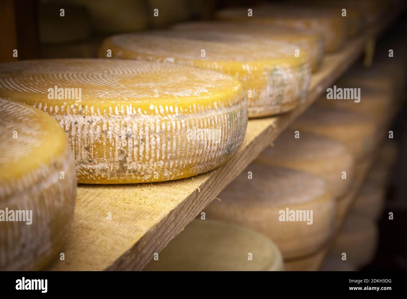 Italie, Vénétie, Belluno, Seren del Grappa, fromages typiques (Morlacco et Bastardo del Grappa) dans la cave pour le vieillissement Banque D'Images