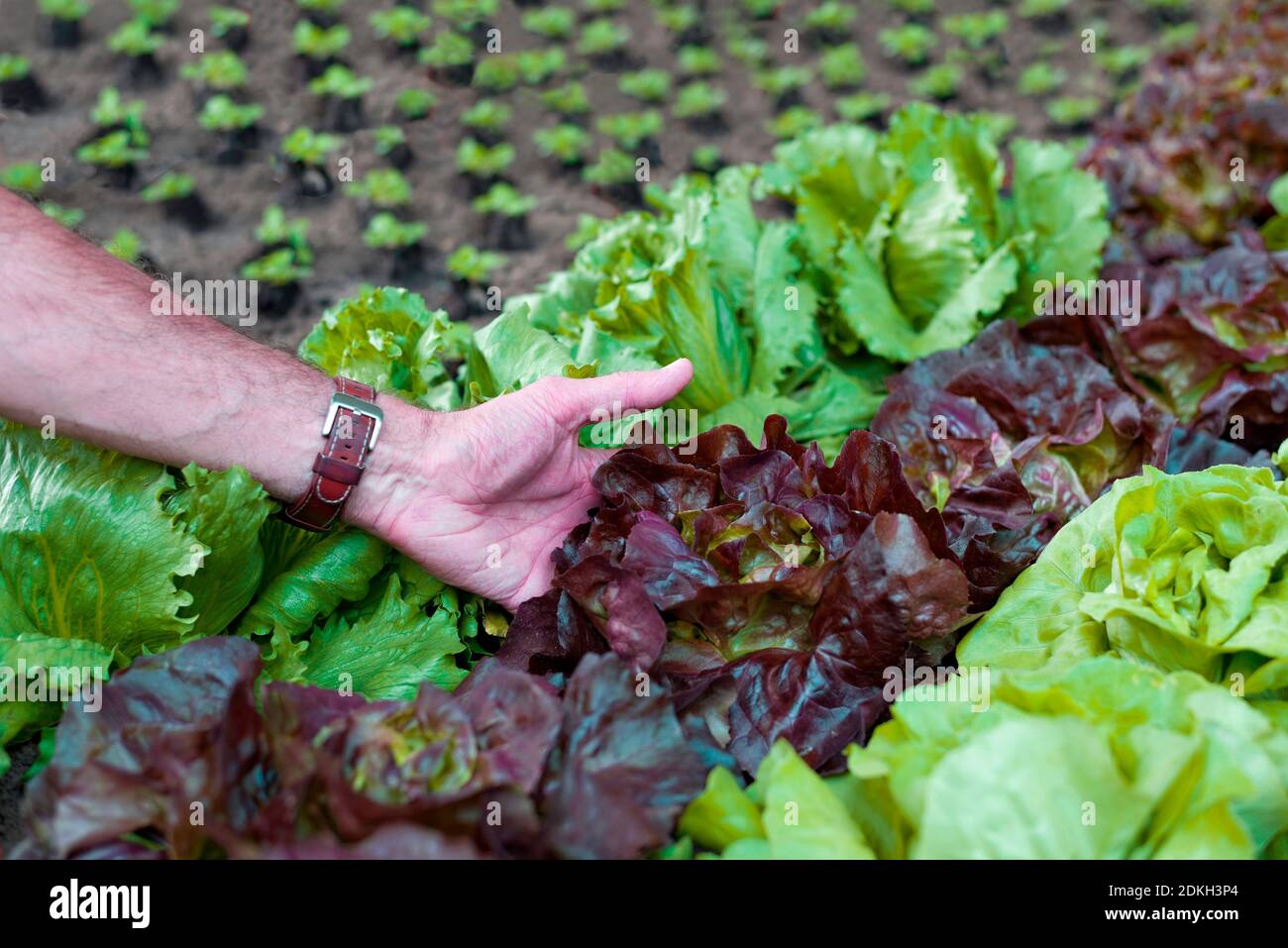 Un fermier biologique tient la laitue dans sa main Banque D'Images