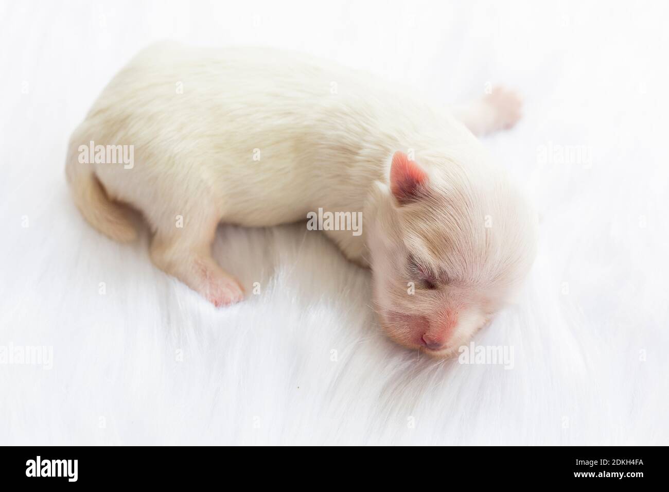 Gros Plan D Un Chien Maltais Nouveau Ne Beau Chien Couleur Blanc 4 Jours Chiot Sur Tapis Blancs En Fourrure Bebe Chien Sur Tapis En Fourrure Chiot Maltais Dormant Sur Un Tapis De Polaire