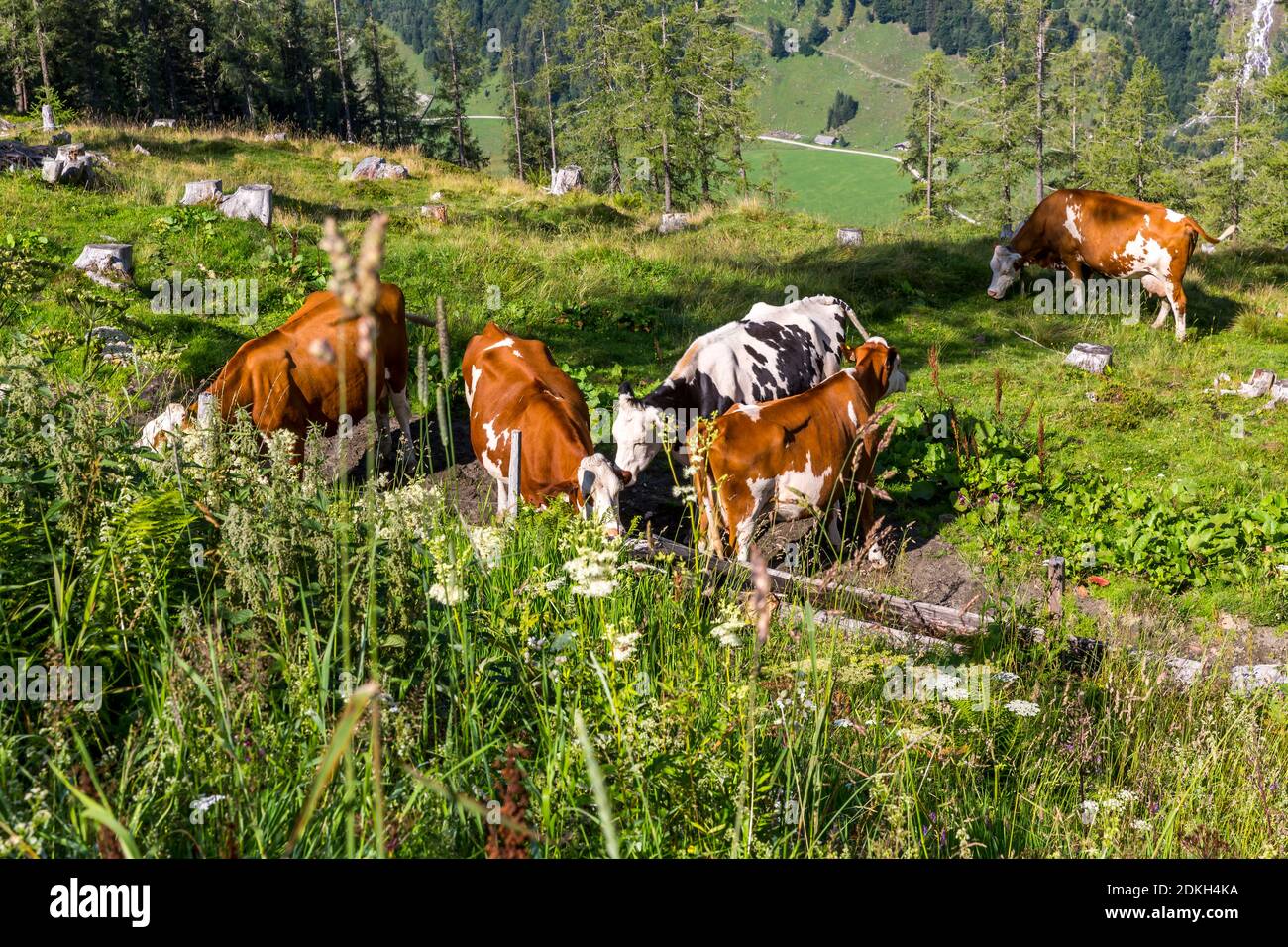 Vaches, Grossglockner High Alpine Road, Hohe Tauern, Salzbourg State, Carinthie, Autriche, Europe Banque D'Images