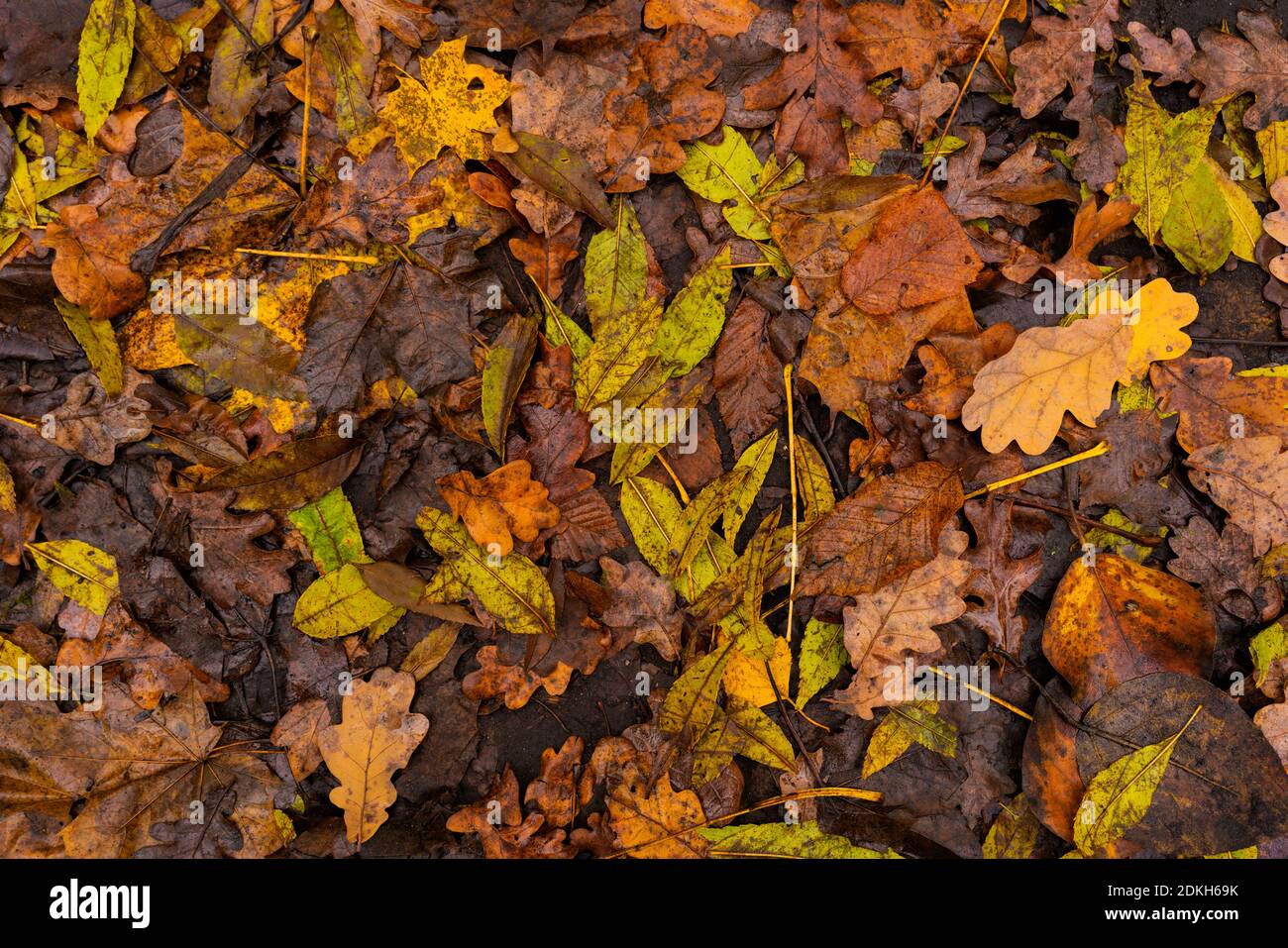 Le feuillage d'automne humide se trouve sur le sol de la forêt sur un jour de pluie Banque D'Images