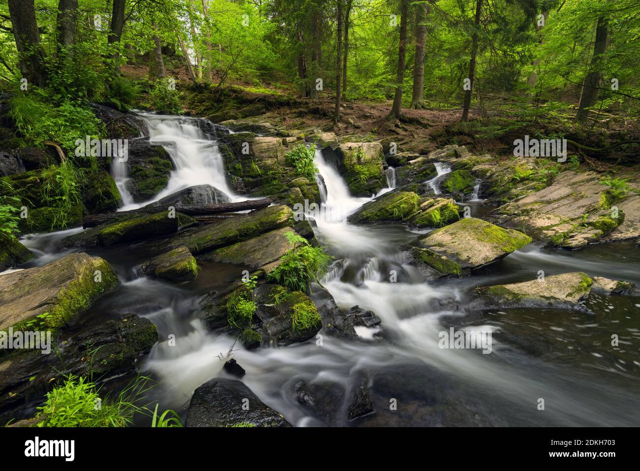 Selke, Selkefall, rivière, forêt, Harz, Saxe-Anhalt, Allemagne, Europe Banque D'Images