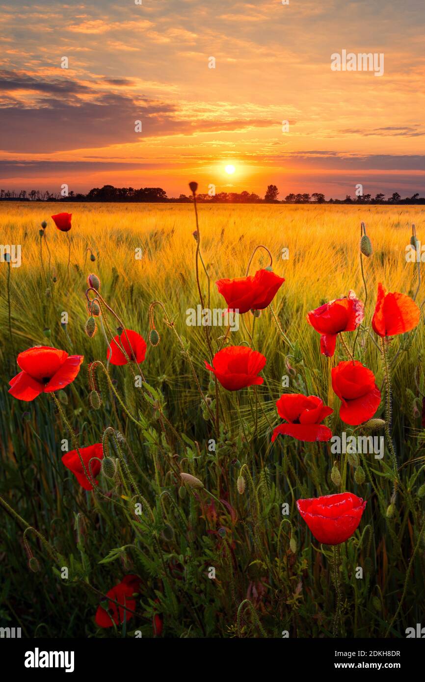 Coucher de soleil, soleil, cornfield, coquelicots, fleurs, Leipzig, Saxe,  Allemagne, Europe Photo Stock - Alamy