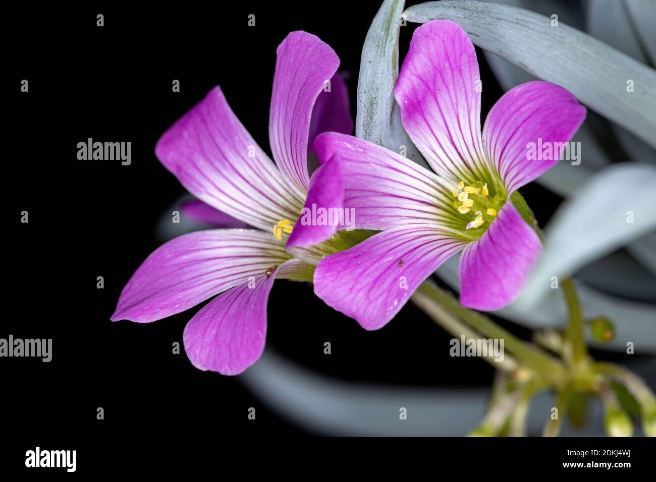 Largeflower Pink-Sorrel du genre Oxalis Banque D'Images