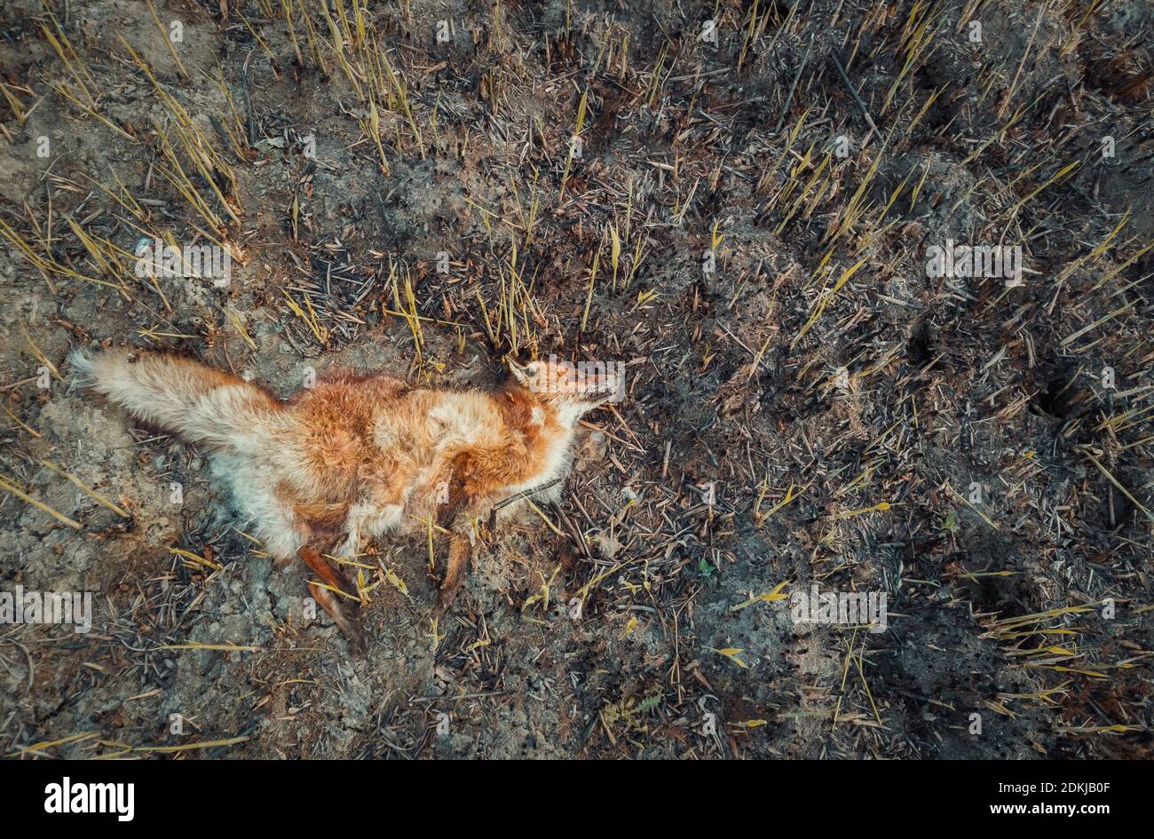 Renard Mort En Raison De L Intoxication Par La Fumee Posez Sur Le Sol Brule Rempli De Cendres Les Incendies De Foret Causent La Mort Photo Stock Alamy