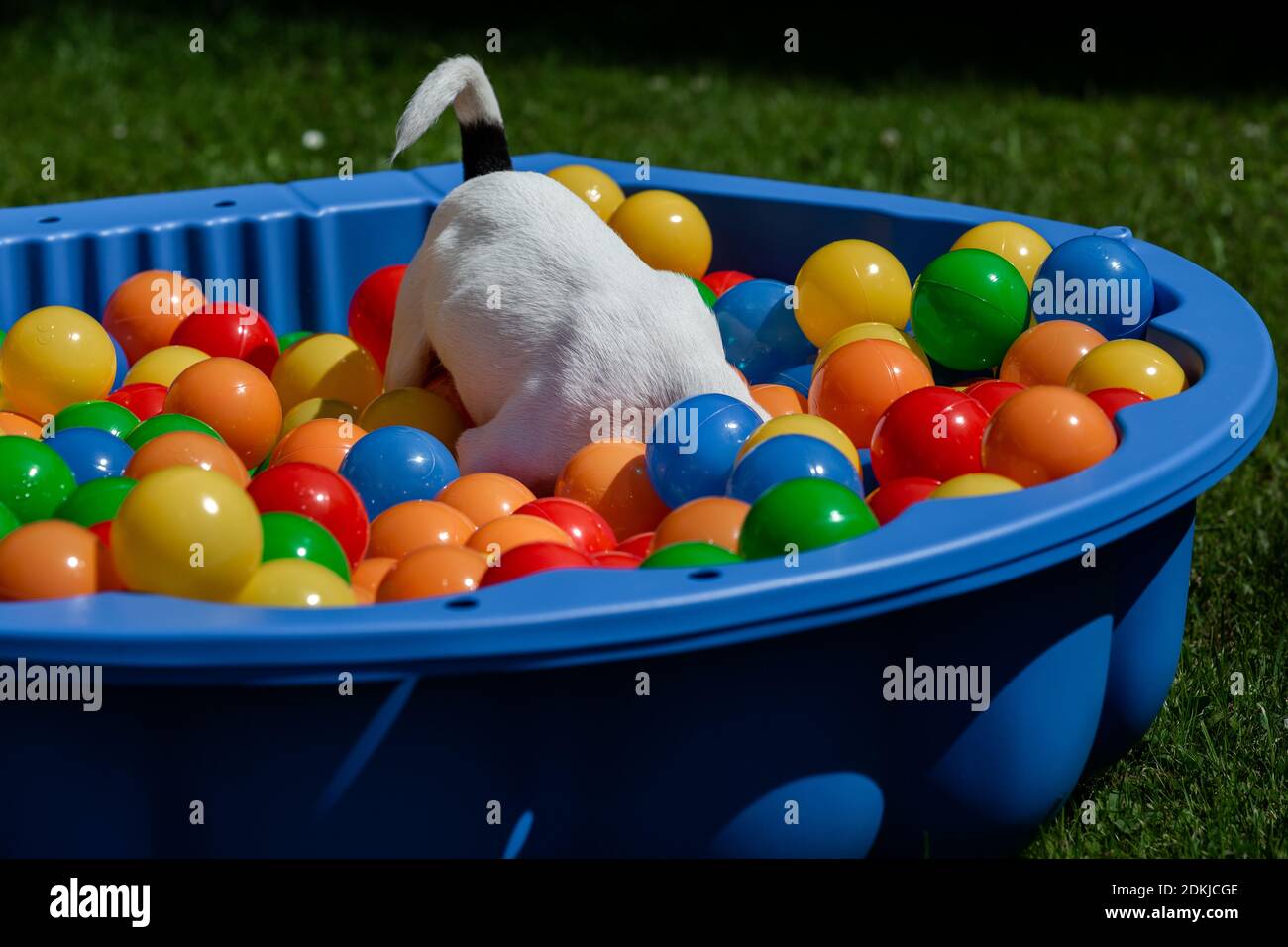 Jack Russel Terrier Puppy, jouant dans UN bain de balle coloré Photo Stock  - Alamy