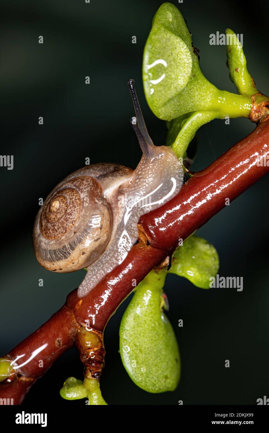 Escargot asiatique de l'espèce Bradybaena similaris Banque D'Images