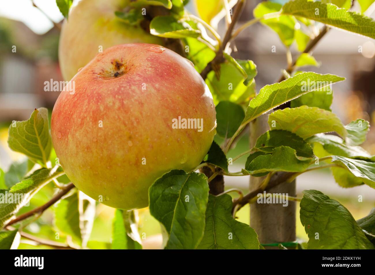 Pomme verte rouge sur une branche Banque D'Images