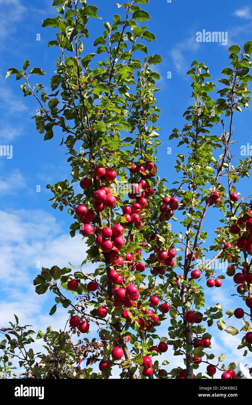 Crabpommes rouges sur un arbre contre un ciel bleu Banque D'Images