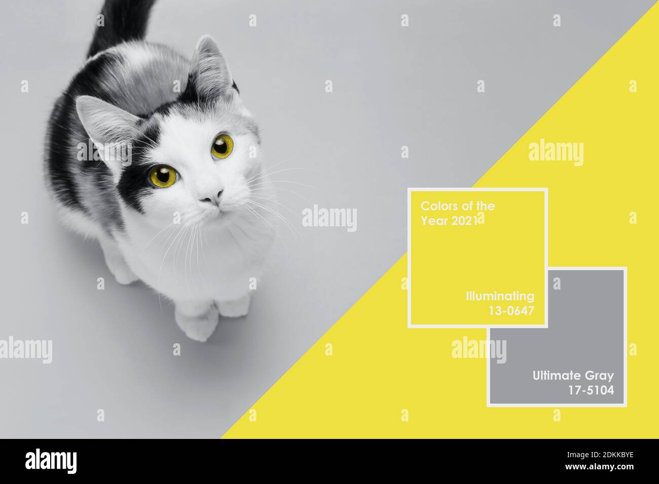 Le joli petit chaton se trouve sur un fond jaune et gris ultime. Bannière sur les animaux de compagnie. Design créatif montrant les couleurs de l'année 2021 Banque D'Images