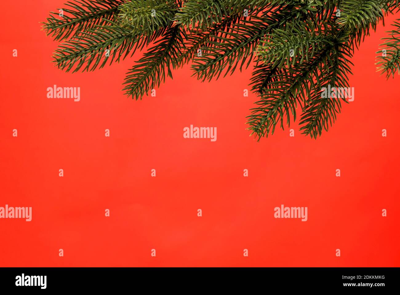 Branche d'un arbre de Noël sur fond rouge. Noël, carte de vœux du nouvel an, fond vierge, texte en espace Banque D'Images