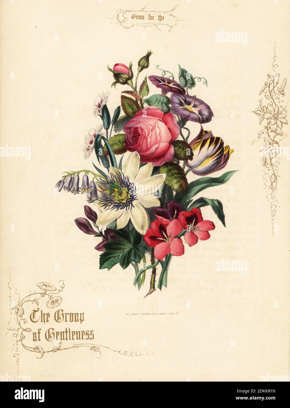 Bouquet de rose, fleur de passion, tulipe, géranium. Le Groupe de la douceur. Lithographie de couleur main avec calligraphie d'or par Paul Jerrard de ses propres gemmes pour la salle de dessin, Paul Jerrard, 111 Fleet Street, Londres, 1852. Jerrard était un lithographe victorien et un colorer d'impression actif à Londres. Banque D'Images