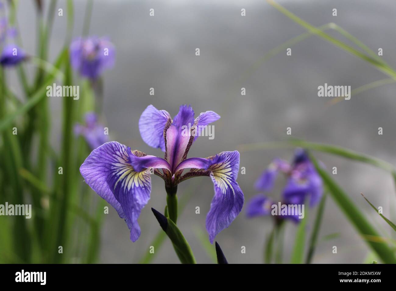 Iris sauvage avec de l'eau en arrière-plan à Anchorage, en Alaska Banque D'Images