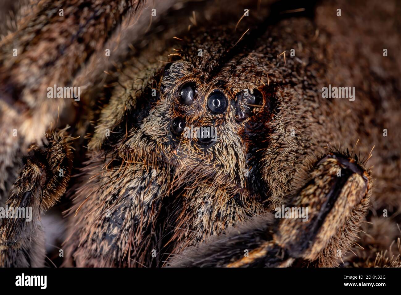 Araignée brésilienne de l'espèce Phoneutria eickstedtae Banque D'Images