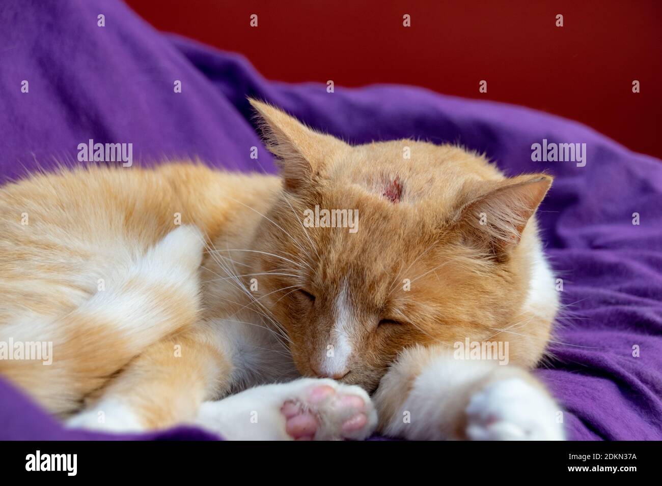 Chat Infecte Banque De Photographies Et D Images A Haute Resolution Alamy