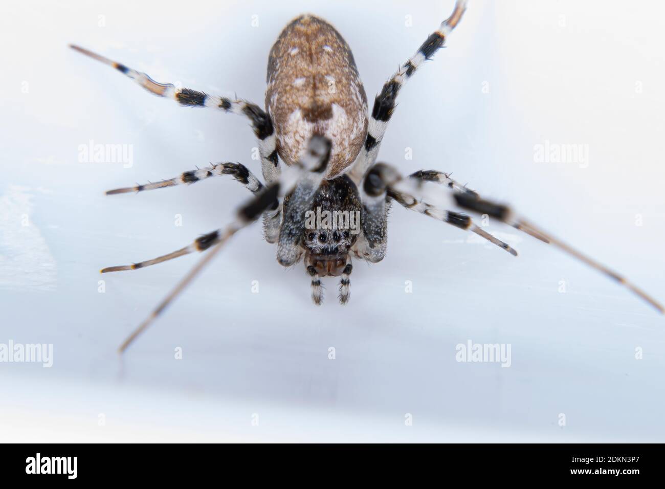 Ninja-star Ceiling Spider de l'espèce Zosis geniculata Banque D'Images