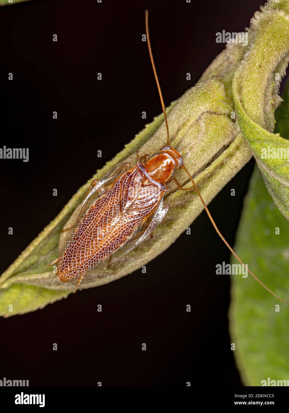 Cafard à bois de la famille Ectobiidae Banque D'Images