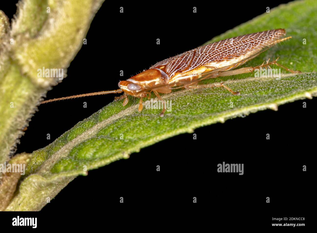 Cafard à bois de la famille Ectobiidae Banque D'Images