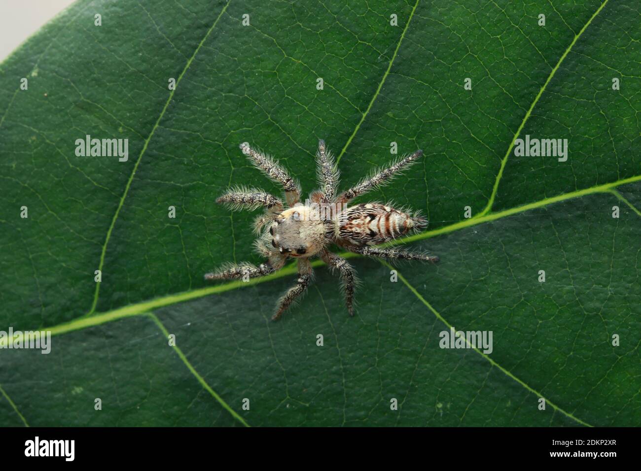 Un joli pull à corps lourd, Hyllus semicupreus Banque D'Images